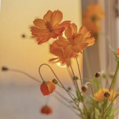 博雅.体育app手机版下载