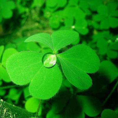 加拿大pc试玩平台下载手机版